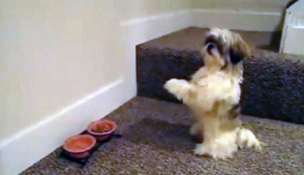 Notícias Gospel Video: Cachorro que 'ora' antes das refeições faz sucesso na internet | Noticia Evangélica Gospel